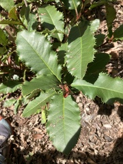 Heteromeles arbutifolia