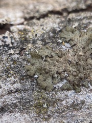 Melanohalea exasperata