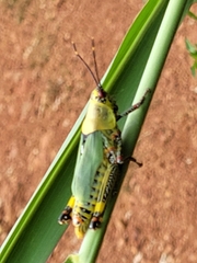 Zonocerus variegatus