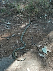 Pituophis lineaticollis
