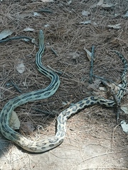Pituophis lineaticollis
