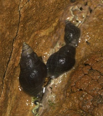 Cominella virgata