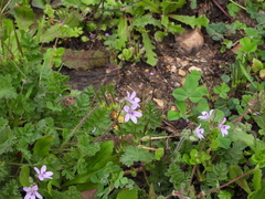 Erodium cicutarium
