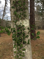 Photinia serratifolia