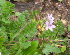Erodium cicutarium