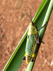 Zonocerus variegatus