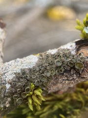 Melanohalea exasperata