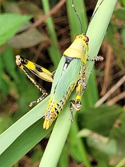 Zonocerus variegatus