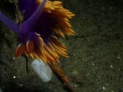 Flabellinopsis iodinea