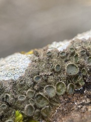 Melanohalea exasperata