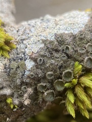 Melanohalea exasperata