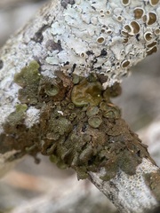 Melanohalea exasperata