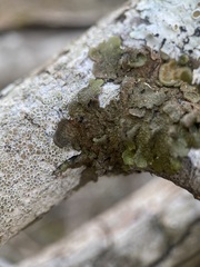 Melanohalea exasperata