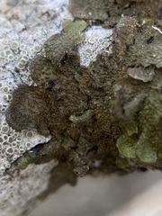 Melanohalea exasperata