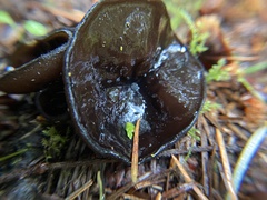 Pseudoplectania