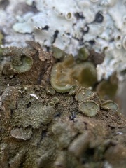 Melanohalea exasperata