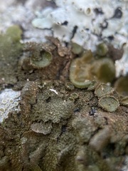 Melanohalea exasperata