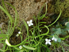 Moehringia muscosa