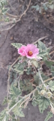 Sphaeralcea mendocina