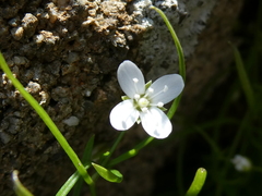 Moehringia muscosa