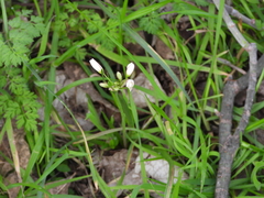 Nothoscordum bivalve