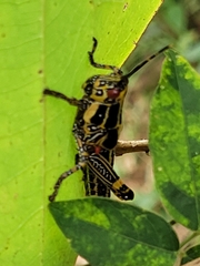 Zonocerus