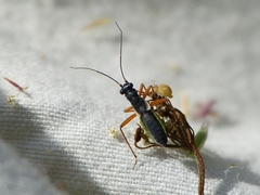Pithanus maerkelii