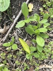 Plantago virginica