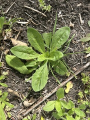 Plantago virginica