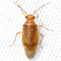 Tropidosteptes pacificus