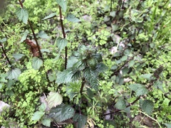 Urtica chamaedryoides