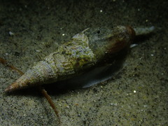 Ophiodermella inermis