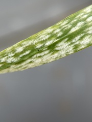 Erysiphaceae