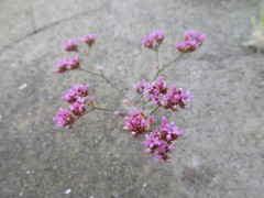 Chorizanthe staticoides