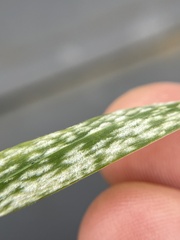 Erysiphaceae