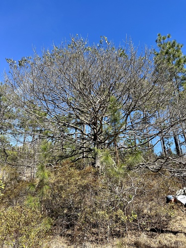 swamp tupelo (Nyssa biflora)