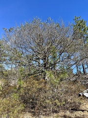 Swamp Tupelo (Nyssa biflora)