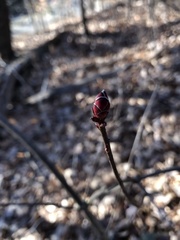 Rhododendron periclymenoides