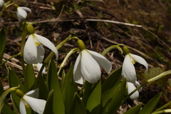 Galanthus platyphyllus