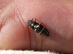 Hippodamia tredecimpunctata