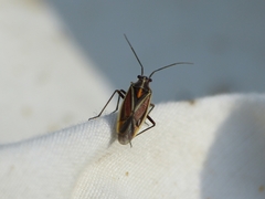 Horistus orientalis