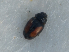 Nephus redtenbacheri