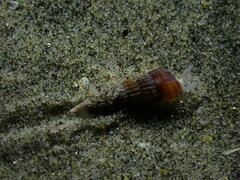 Cerithideopsis californica