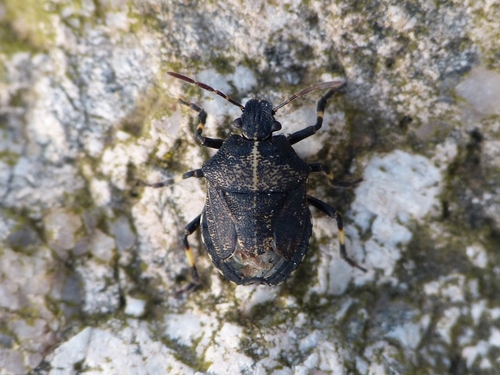 Rhacognathus punctatus
