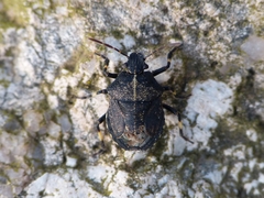 Rhacognathus punctatus