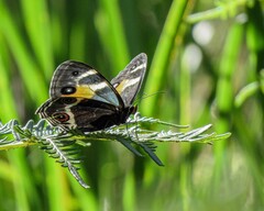 Tisiphone abeona albifascia