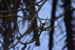 Polioptila bilineata