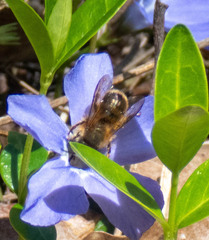 Osmia