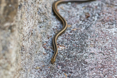 Pseudalsophis steindachneri