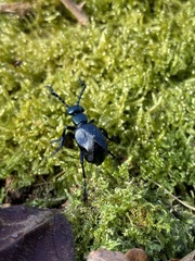 Meloe proscarabaeus